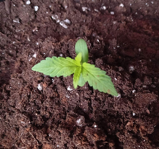 Выращивание сорта марихуаны Tropicana Cookies Auto Выращивание конопли Tropicana Cookies Auto