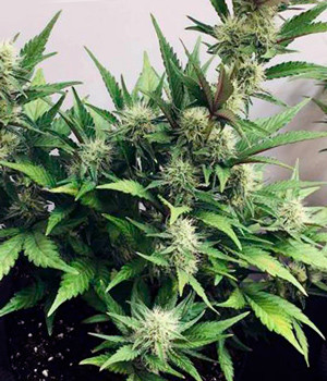 Растущие шишки