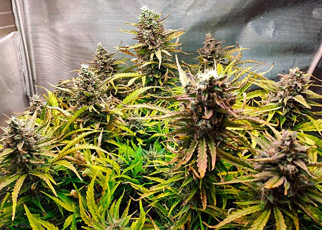 Подготовка к харвесту Auto Chocolate Skunk