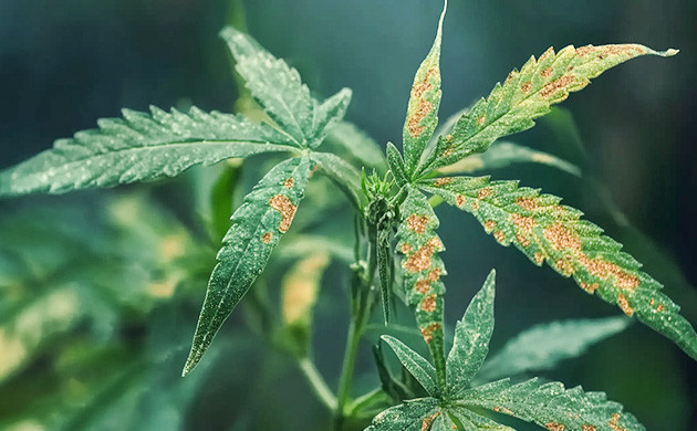 Хлороз и некроз из-за дефицита кальция