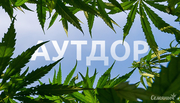 Аутдор: выращивание конопли на улице Принципы и сложности аутдорного грова