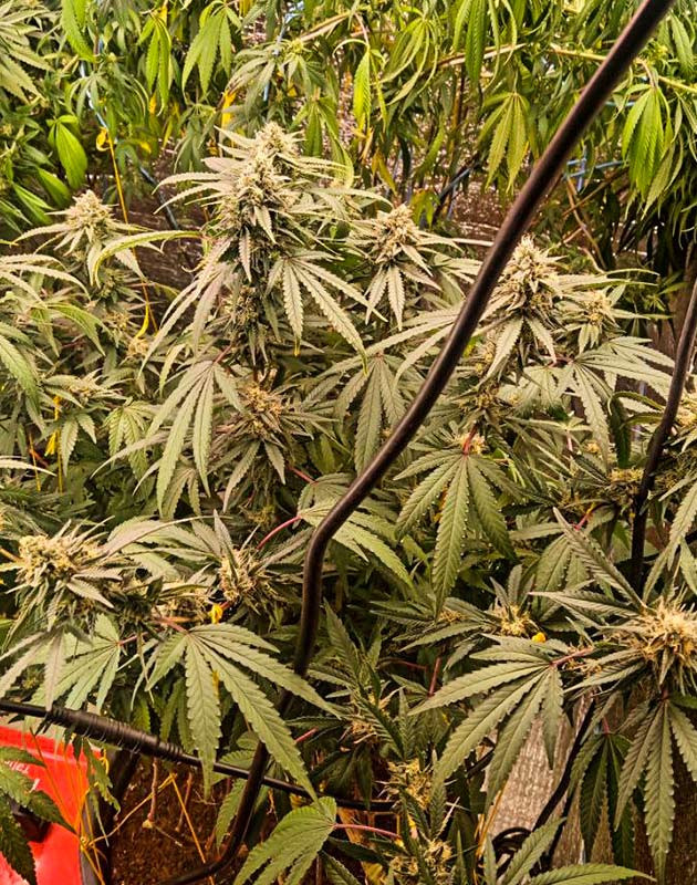 9 неделя выращивания каннабиса