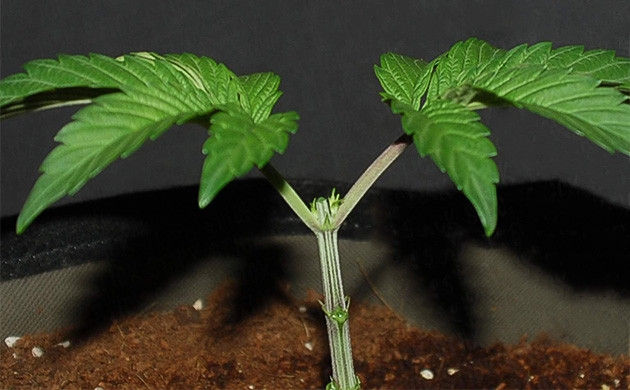 Топпинг и удаление побегов Обрезка конопли