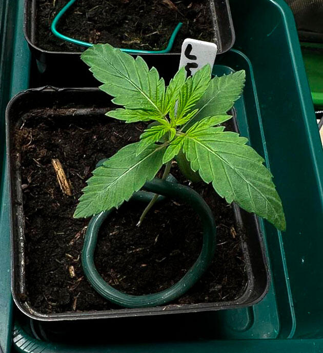 Молодой росток сорта конопли Lemon Cherry Runtz