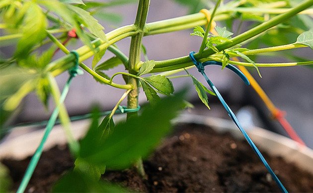 Техника LST для конопли Техника LST для каннабиса