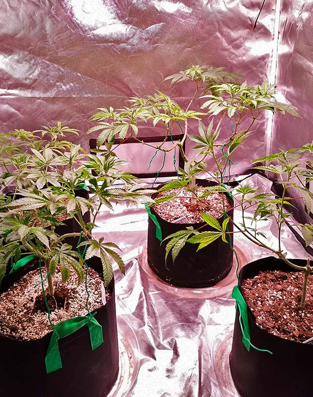 Куст Gorilla Glue от Monster Genetics ростом 55 см