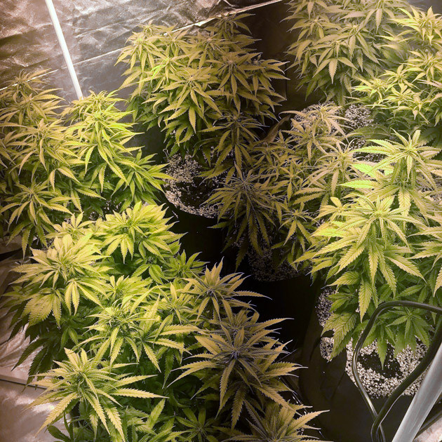 Появление белых волосков на местах соцветий