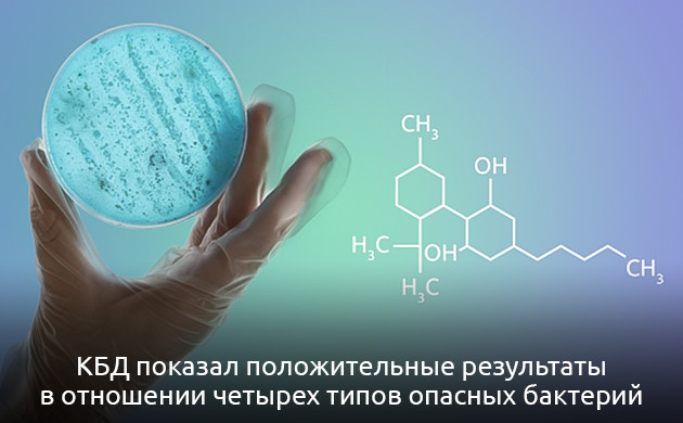 Эффективность КБД против грамположительных бактерий