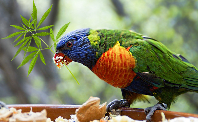 Витаминные комплексы и корм для питомцев из каннабиса Корм для птиц из конопли