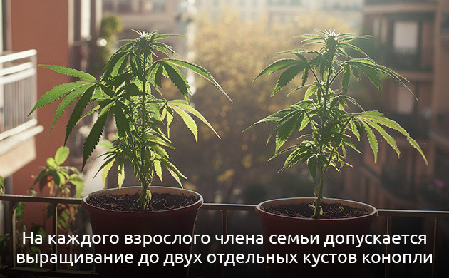 Права гроверов в Испании Правовые основы выращивания каннабиса в Испании