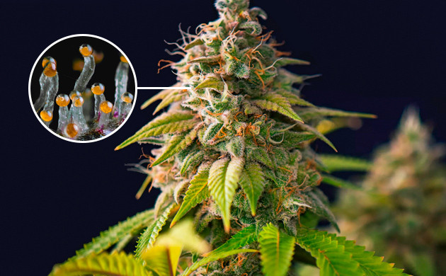 Период харвеста конопли Янтарные трихомы марихуаны