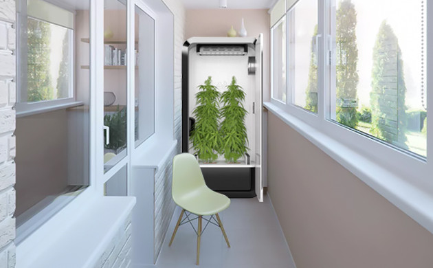 Выращивание марихуаны на балконе Конопля на балконе