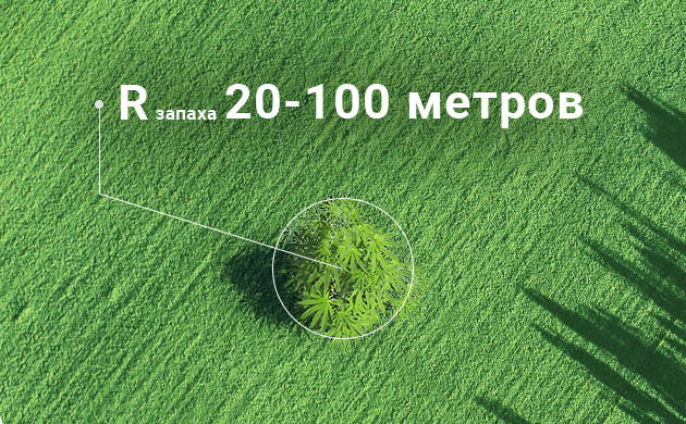 Испускание запаха 20-100 метров