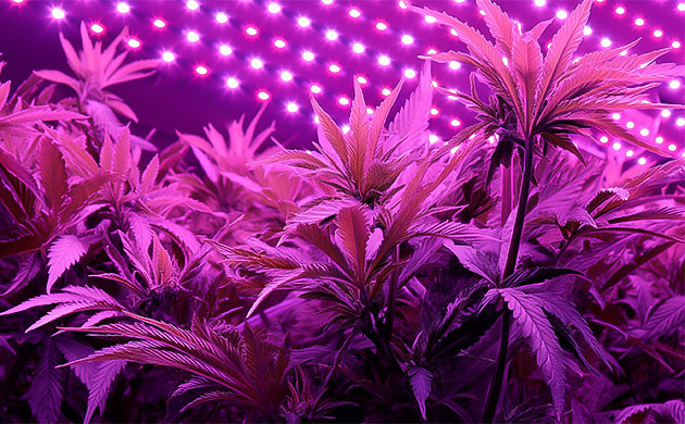 Влияние светового стресса на синтез терпенов у каннабиса