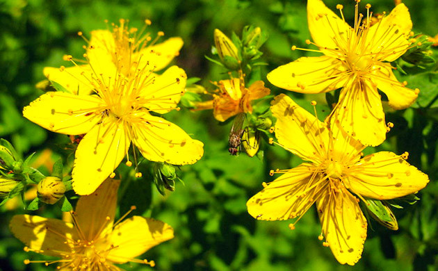 Растение зверобой Желтые цветы зверобоя