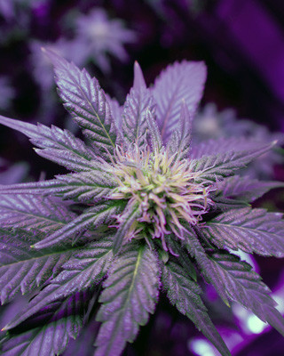 Формирование соцветий White Widow