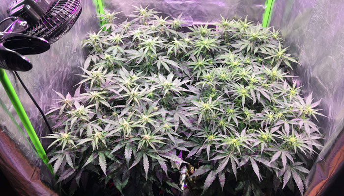 Рост Jack 47 Auto на 5 неделе выращивания