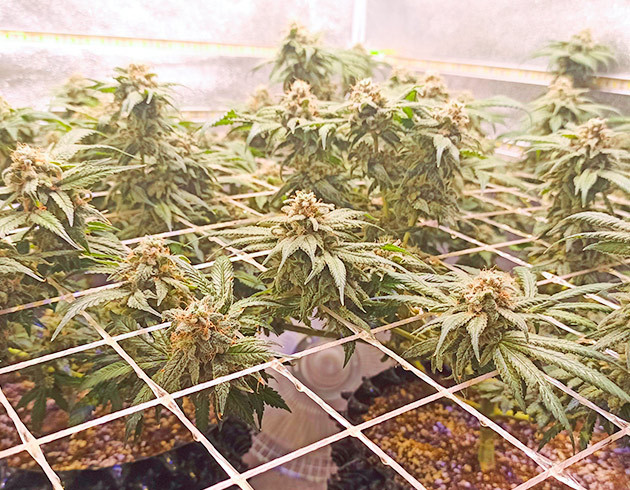 Кусты перед сбором урожая