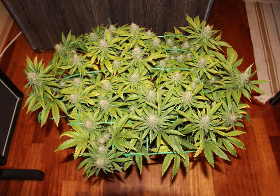 Созревание Jack Herer