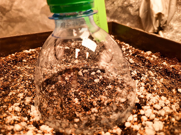 Куст Tashkenti Auto на 1 неделе выращивания