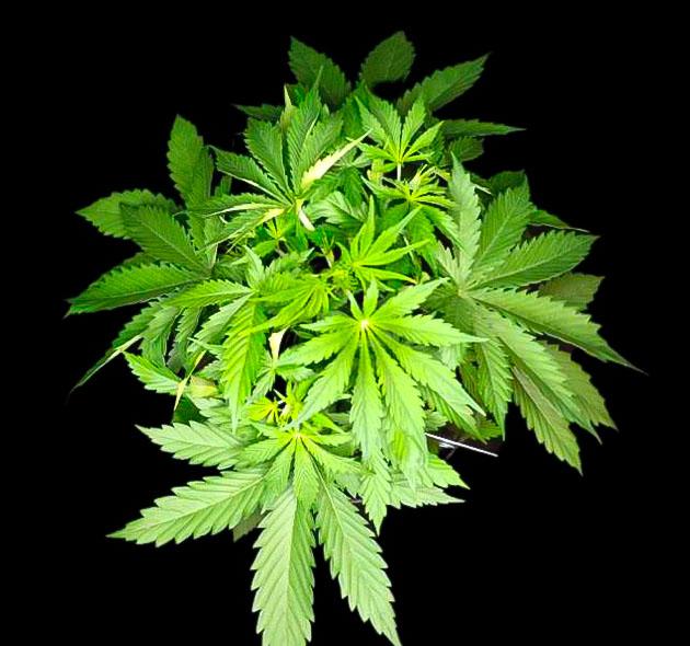 Куст Guava Auto от FastBuds на стадии вегетации