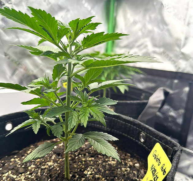 Восстановление после манипуляций