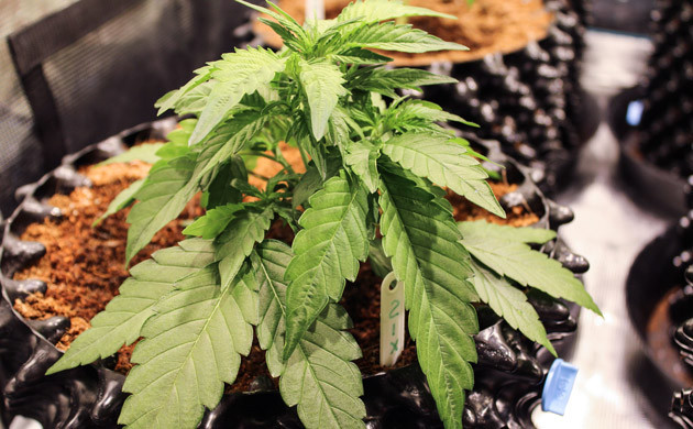 Четвертая неделя роста