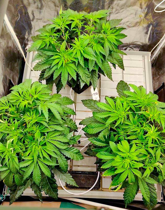 Уменьшение подкормки куста Biscotti Mintz