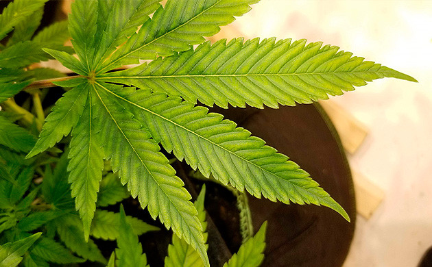 Amherst Sour Diesel куст конопли