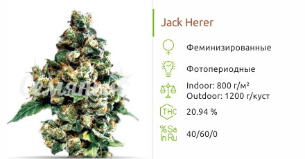 Сорт марихуаны Jack Herer Jack Herer от Green House Seeds