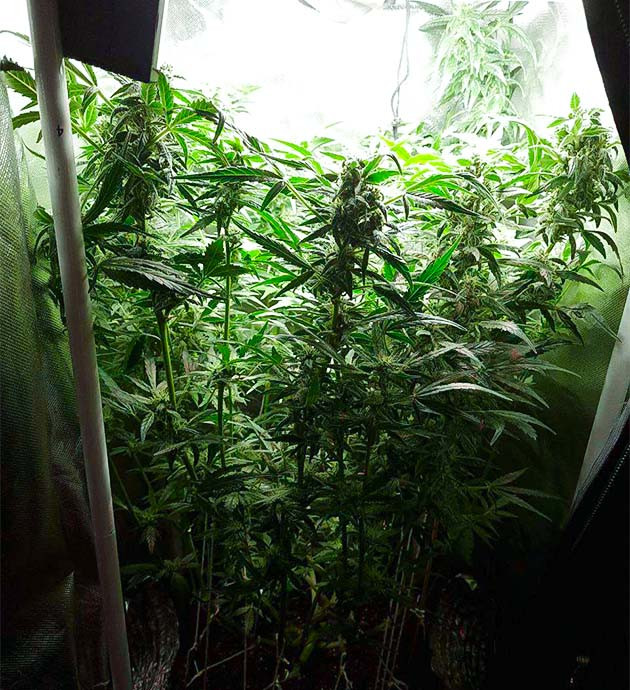 Развитие соцветий куста Auto Cinderella Jack Цветение куста Auto Cinderella Jack