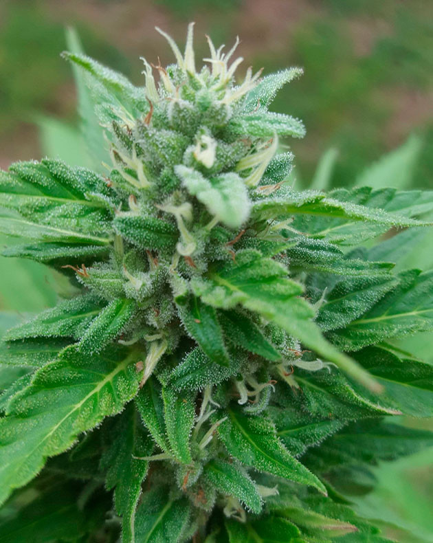 Соцветие Think Different Бутон с белыми стигмами