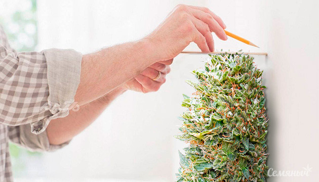 12 причин медленного цветения автоцвета