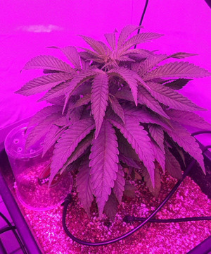 Третья неделя вегетации