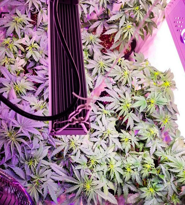 Растение Original Auto Skunk на 5 неделе выращивания