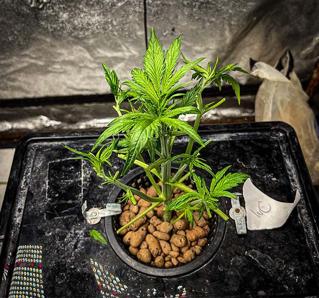 Обрезка всех веерных листьев