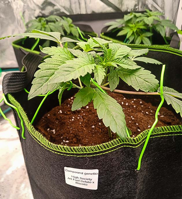 Пересадка в финальные горшки High Society: подготовка к финальному этапу