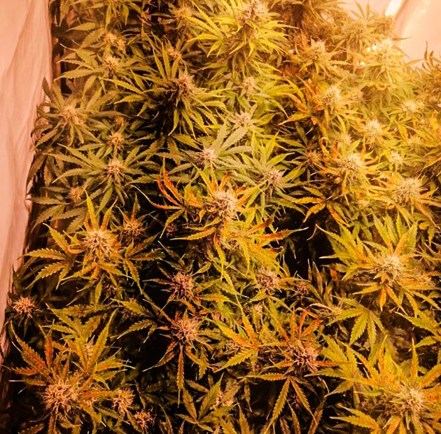 Куст конопли Original Auto Skunk на 9 неделе выращивания