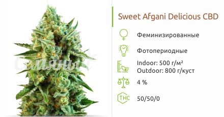 Сорт конопли S.A.D. Sweet Afgani Delicious CBD S.A.D. Sweet Afgani Delicious CBD fem (Sweet Seeds)