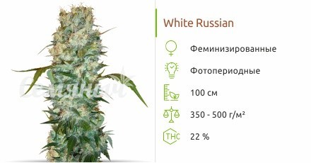 Сорт конопли White Russian White Russian fem (Семяныч)