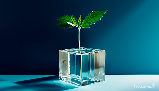 Использование кремния при выращивании марихуаны