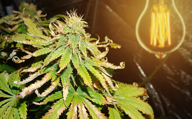 Засыхание листьев на макушке куста