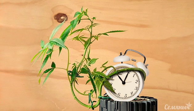 Как подгибать автоцвет Применение метода LST для автоцветов