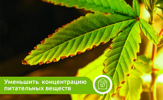 Совет по предотвращению химического ожога Уменьшение концентрации питательных веществ