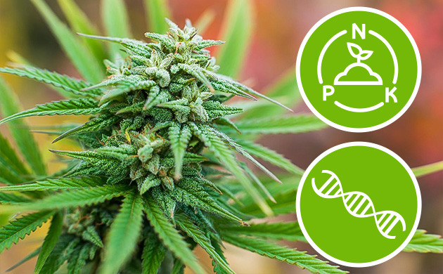 Для чего конопле нужен фосфор Чем важен фосфор для конопли