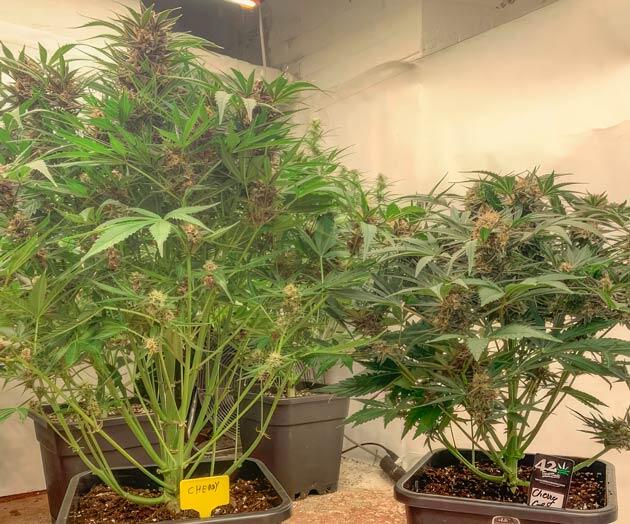 Цветение и ягодный аромат конопли Кусты Cherry Cola Auto от FastBuds на 8 неделе