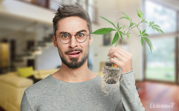 Советы для выращивани конопли в индоре