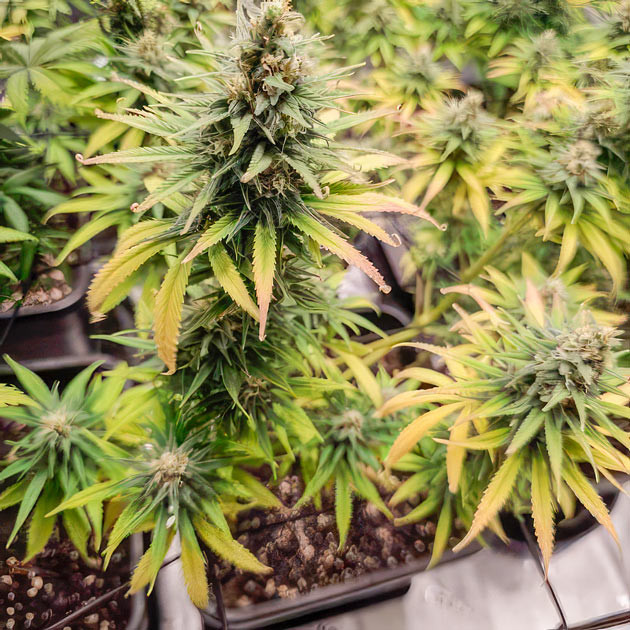 Заключительная неделя подкормки Apple Betty на 12 неделе роста