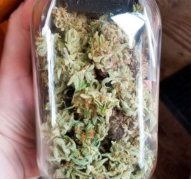 Общие впечатления от грова сорта Quarter Pounder Autoflower Собранные шишки сорта Quarter Pounder Autoflower