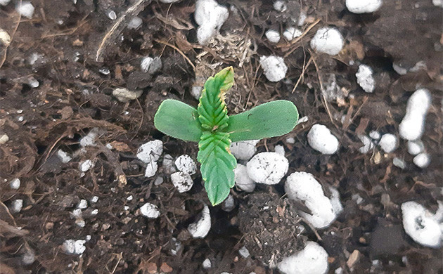 Аэрация субстрата для Bruce Banner Auto